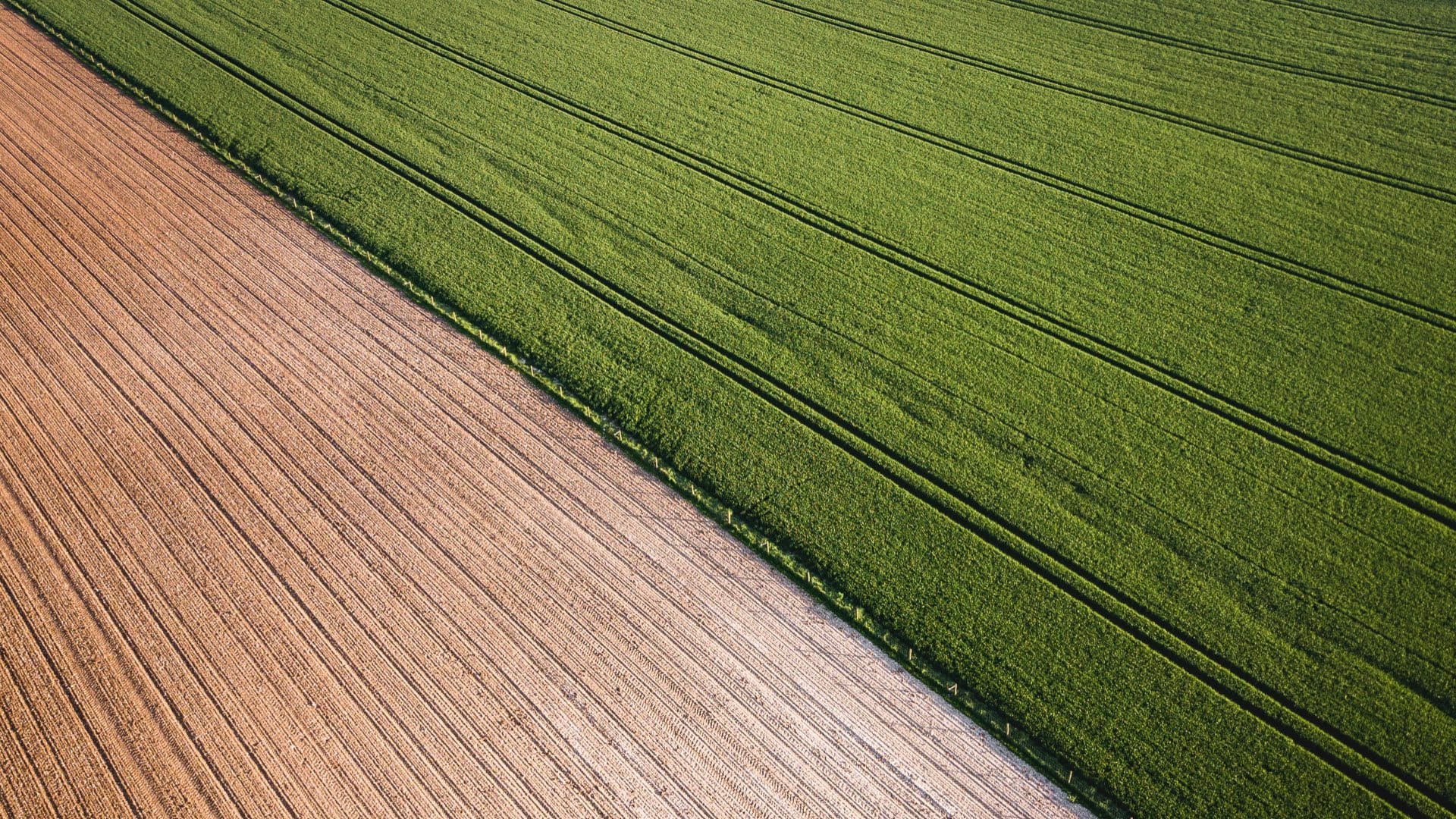 Fields of identical crops