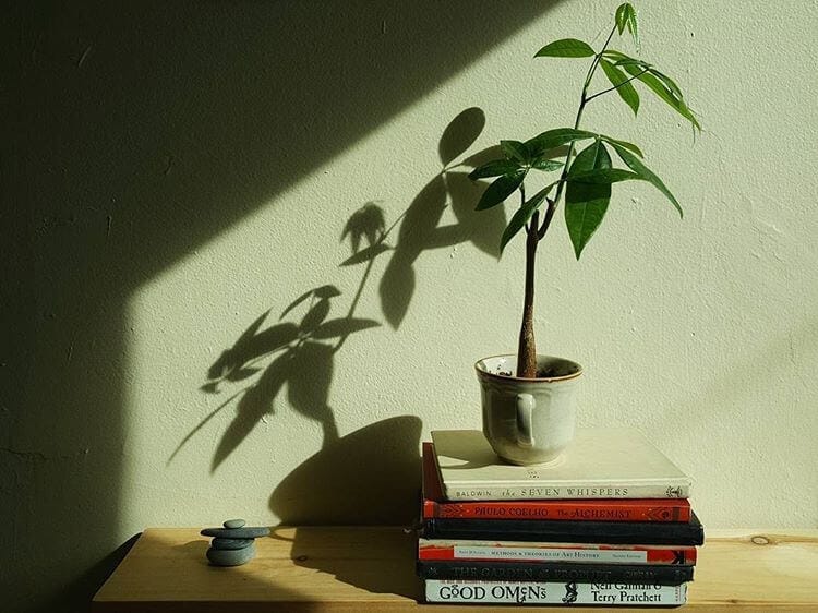 Plants and books and rocks in Milo Axelrod's home